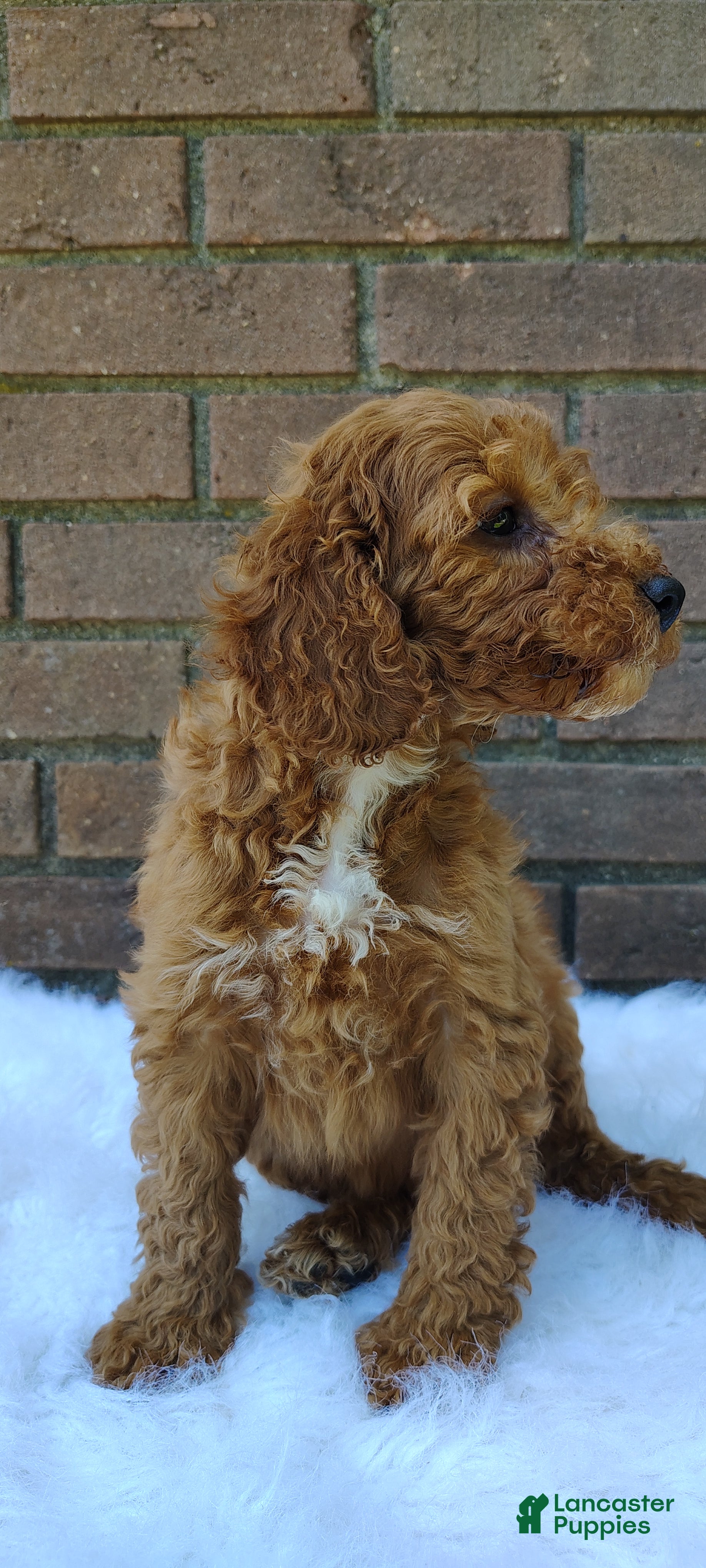 Irish Doodle dogs Gunner - Ad 2