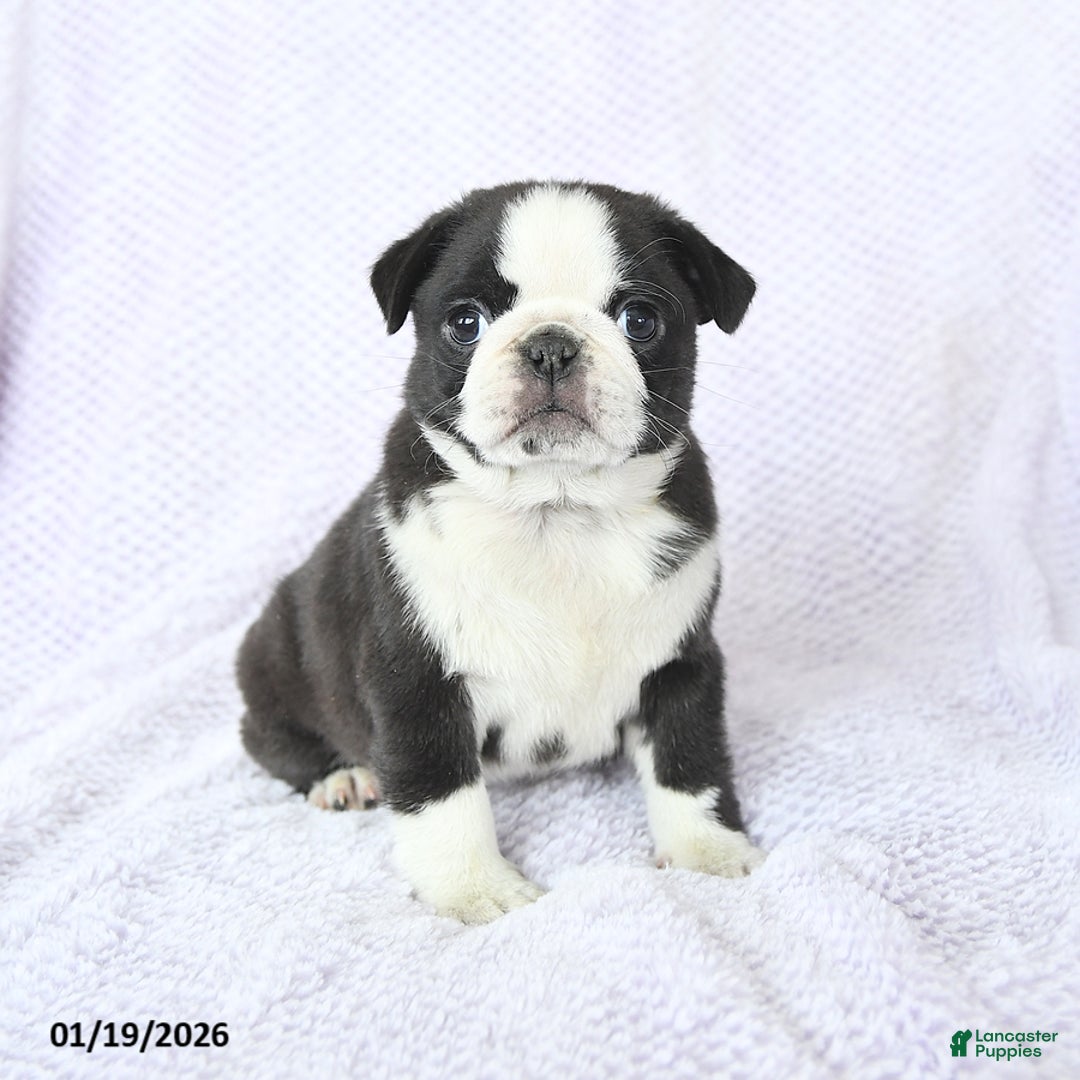 Pug dogs for sale: Willow - Ad 3