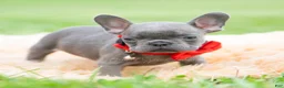 French Bulldog dogs for sale: Gumbo - Ad 4