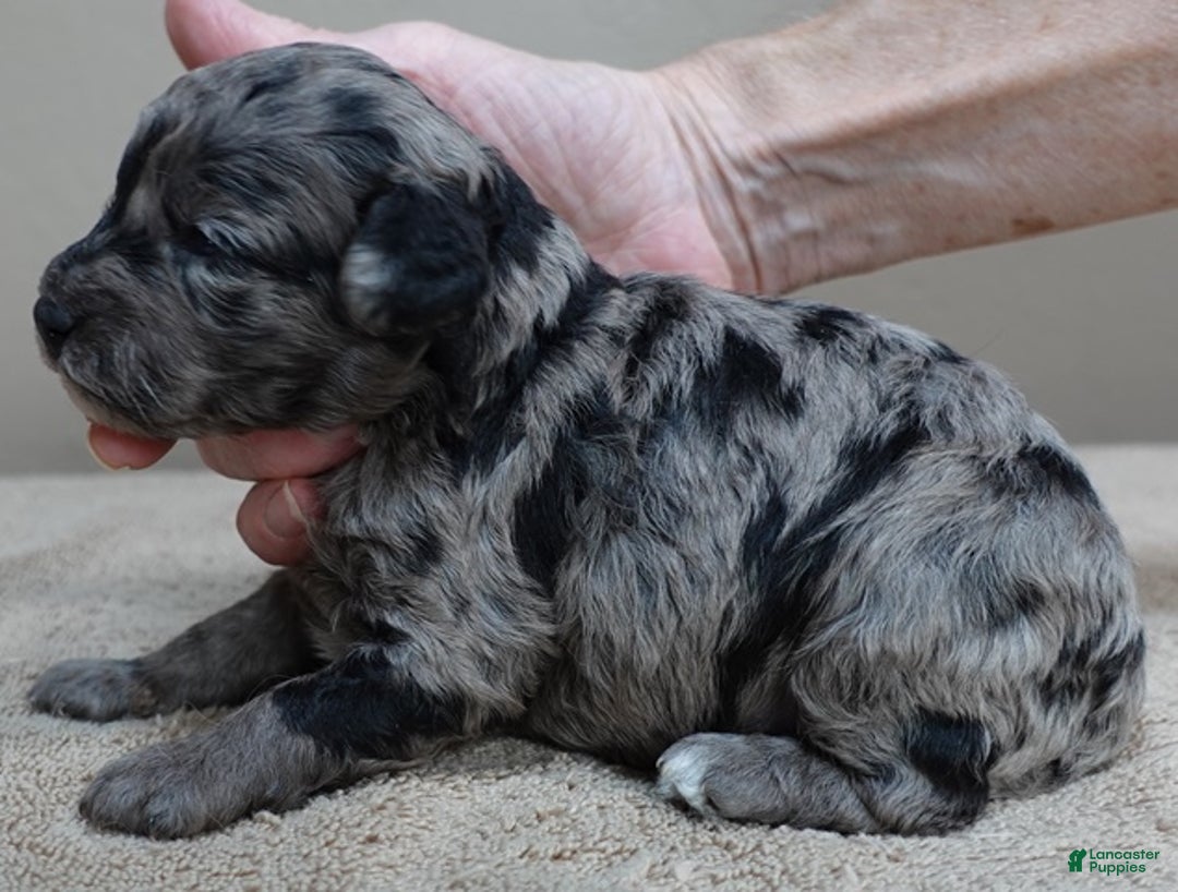 Toy Poodle dogs for sale: Millie - Ad 3