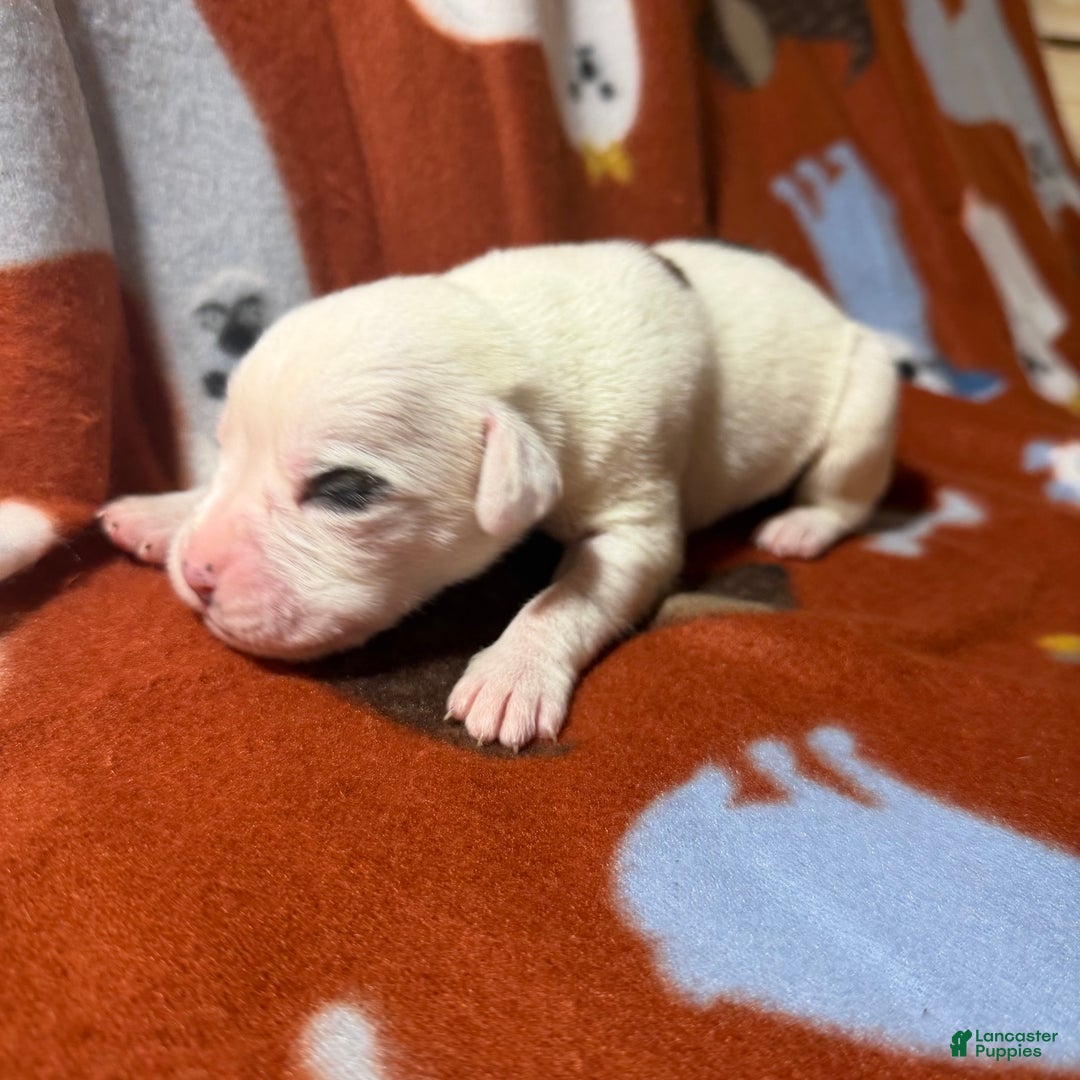 Boxer dogs for sale: Frosty - Ad 1