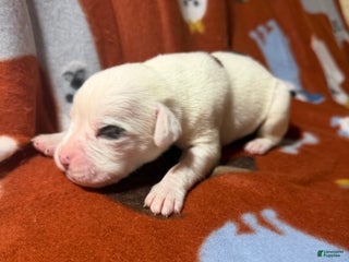 Boxer dogs Frosty - Ad 8