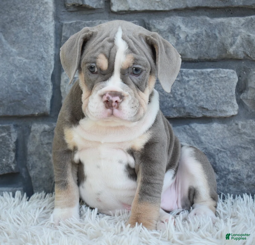 Beabull dogs for sale: Bella - Ad 4