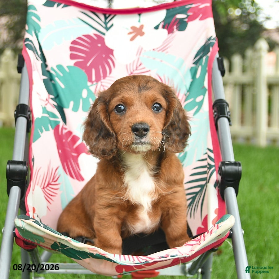 Doxiepoo dogs Josiah  - Ad 1