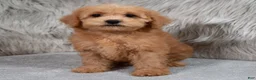 Mini Goldendoodle dogs for sale: Hank ID: 3860 - Ad 11