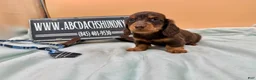 Miniature Dachshund dogs for sale: Miniature Dachshund Puppy 3 - Ad 2