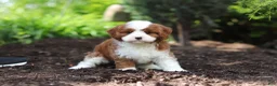 Cavapoo dogs for sale: Oscar - Ad 3
