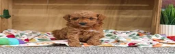 Miniature Poodle dogs for sale: Athena - Ad 3