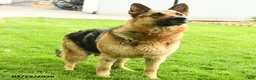 German Shepherd dogs for sale: Hans  - Ad 6