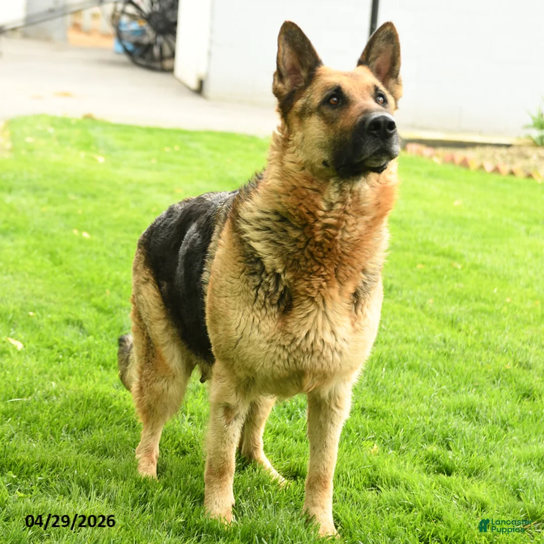 German Shepherd dogs for sale: Hans  - Ad 6