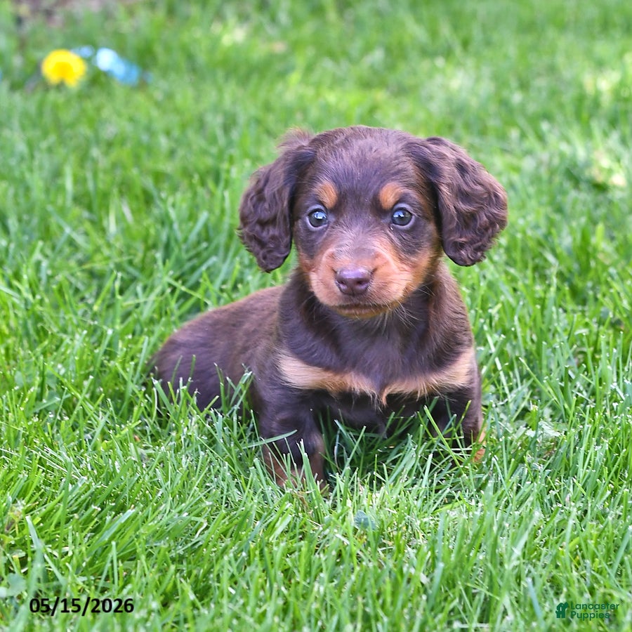 Miniature Dachshund dogs Twinkle - Ad 2