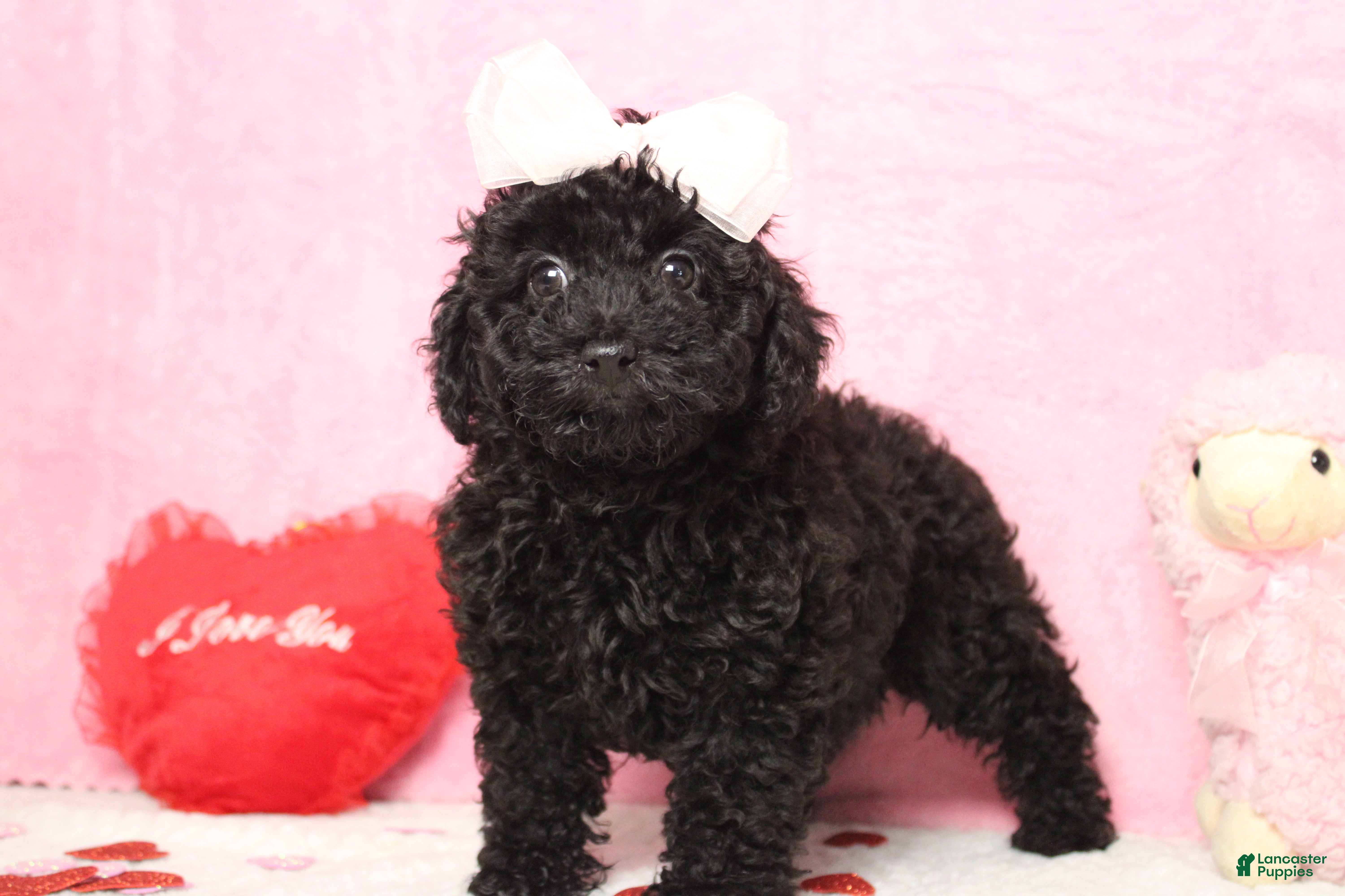 Toy Poodle dogs Onyx - Ad 2