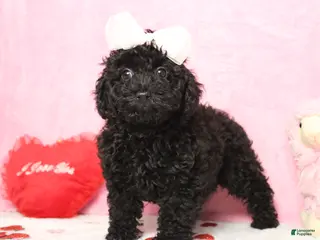 Toy Poodle dogs Onyx - Ad 2