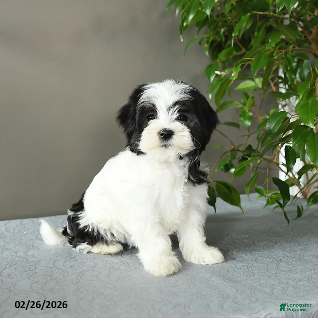 Mixed Breed dogs for sale: Stella - Ad 2