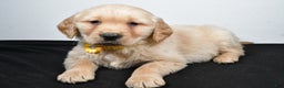 Golden Retriever dogs for sale: Joy - Ad 6