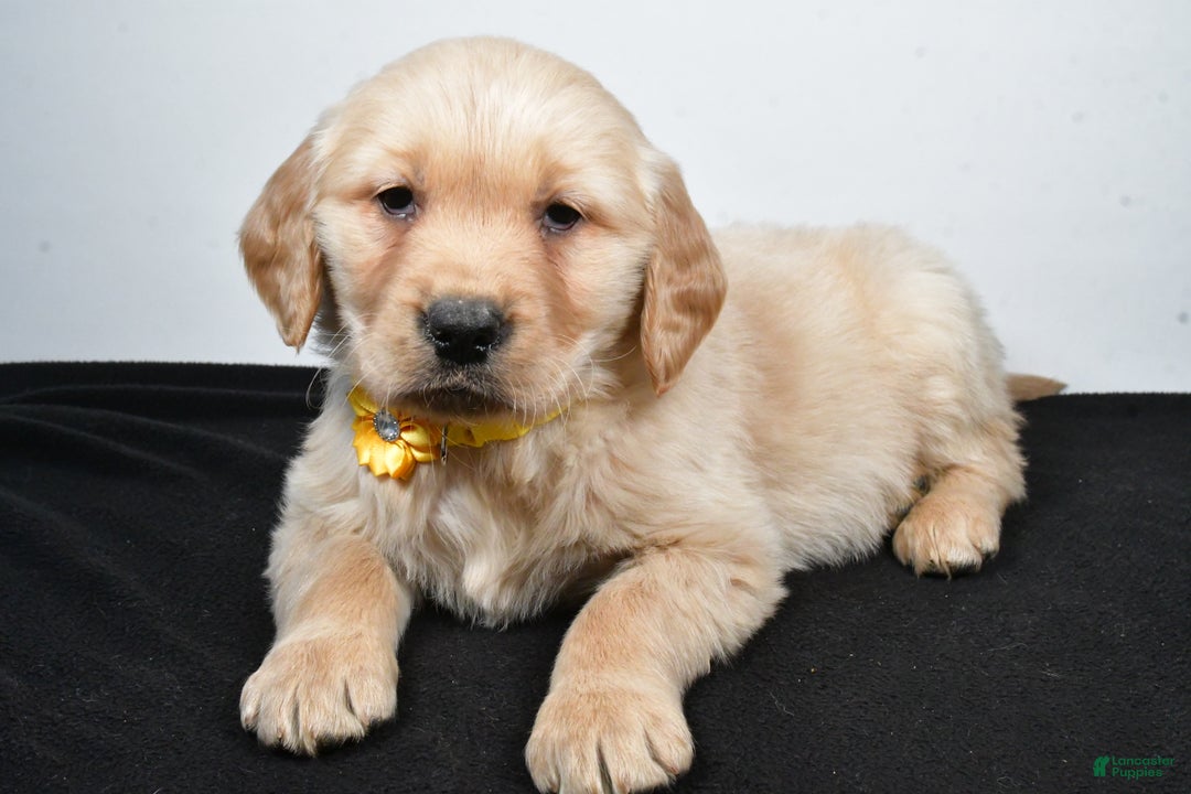 Golden Retriever dogs for sale: Joy - Ad 6