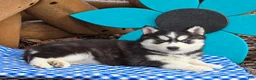 Siberian Husky dogs for sale: Trina - Ad 4
