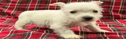 West Highland Terrier dogs for sale: Karson  - Ad 3