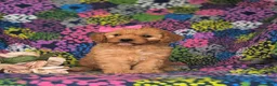 Cavapoo dogs for sale: Tootsie - Ad 3