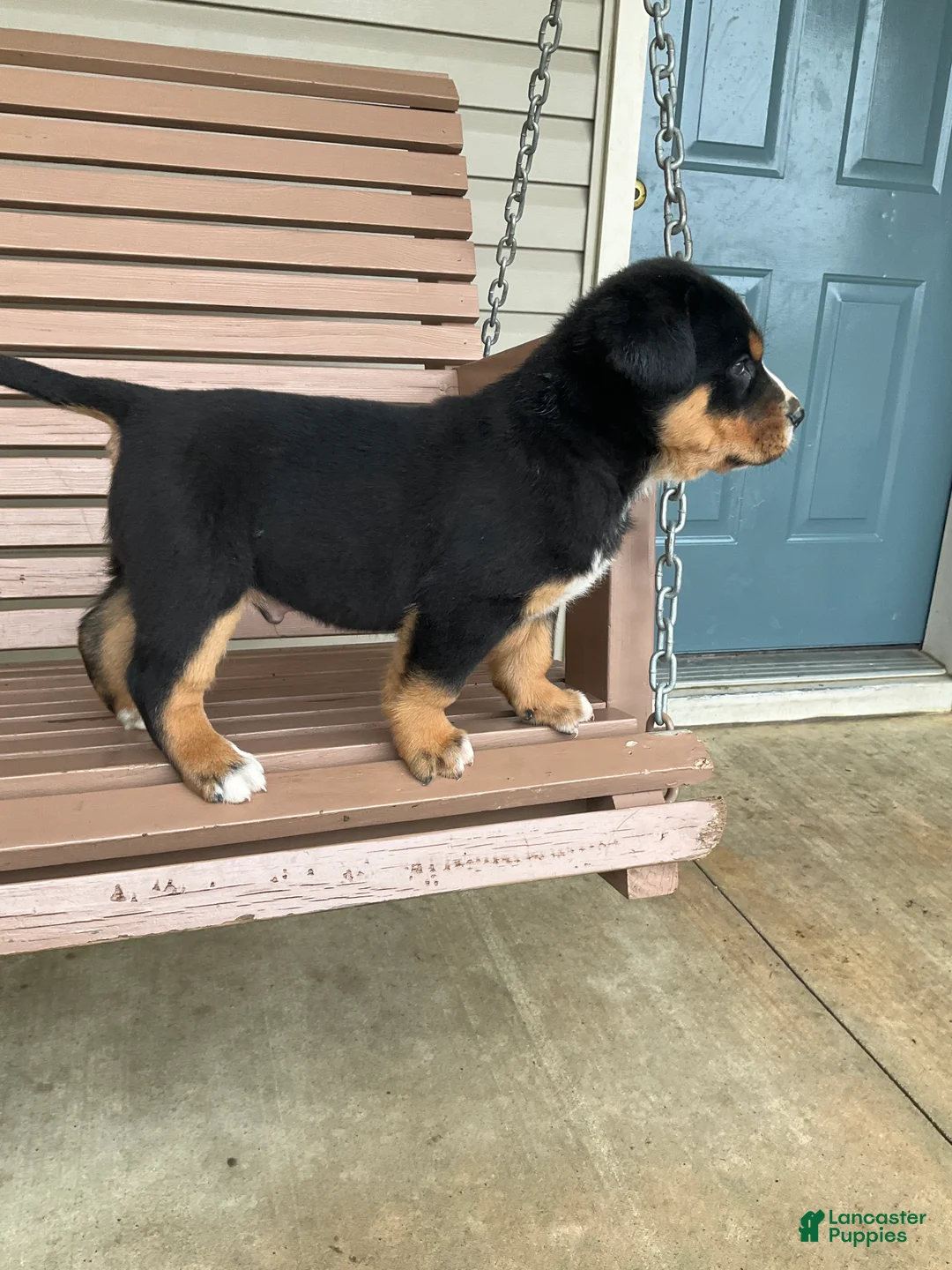 Greater Swiss Mountain Dog dogs for sale:  Bart - Ad 2