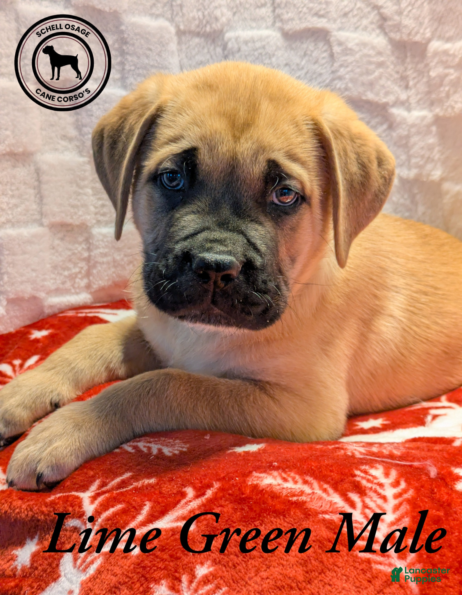 Cane Corso dogs Lime Green  - Ad 4