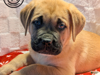 Cane Corso dogs Lime Green - Ad 4