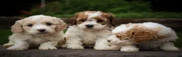 Cavachon dogs for sale: Hailey🌸 - Ad 28