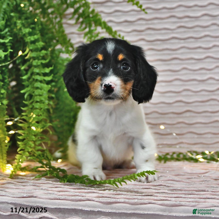 Miniature Dachshund dogs Tony - Ad 26