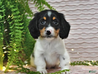 Miniature Dachshund dogs Tony - Ad 30
