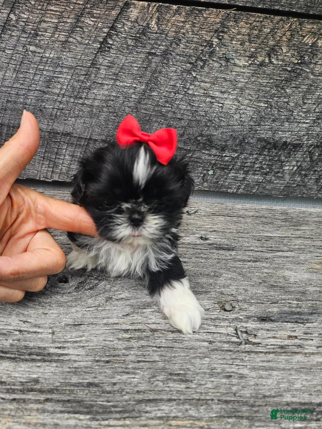 Shih Tzu dogs for sale: Willow - Ad 2