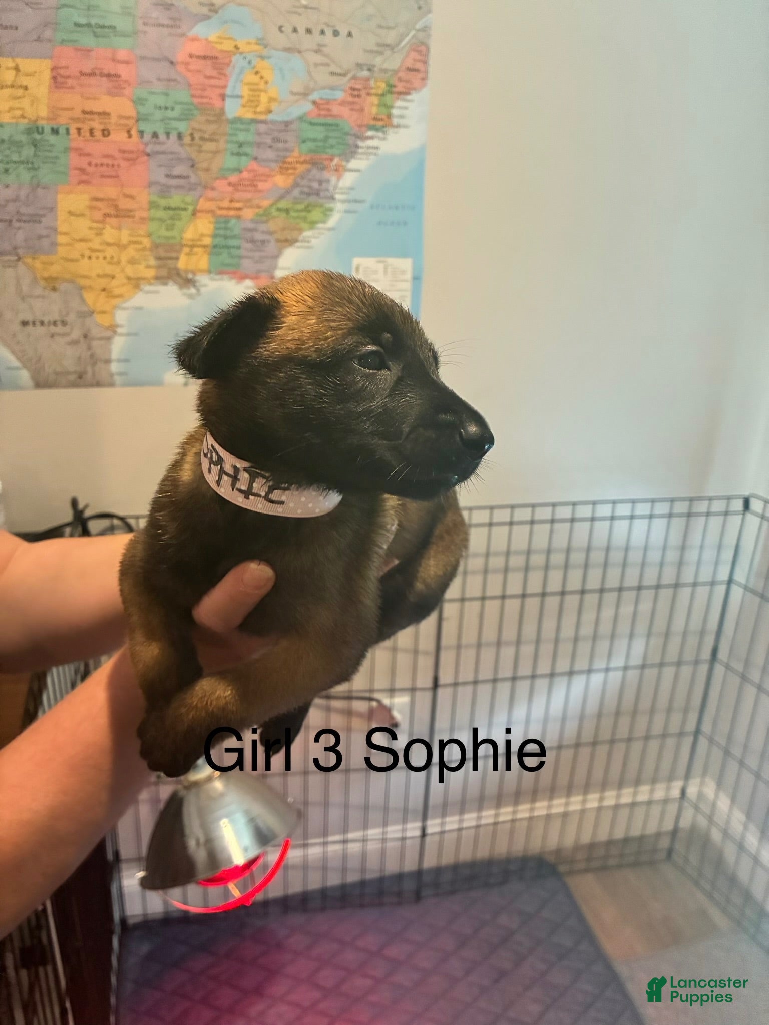 Belgian Malinois dogs Belgian Malinois 7 - Ad 20