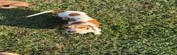 Miniature Dachshund dogs for sale: Willy  - Ad 19