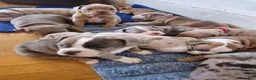 Olde English Bulldogge dogs for sale: Olde English Bulldogge 2 - Ad 2
