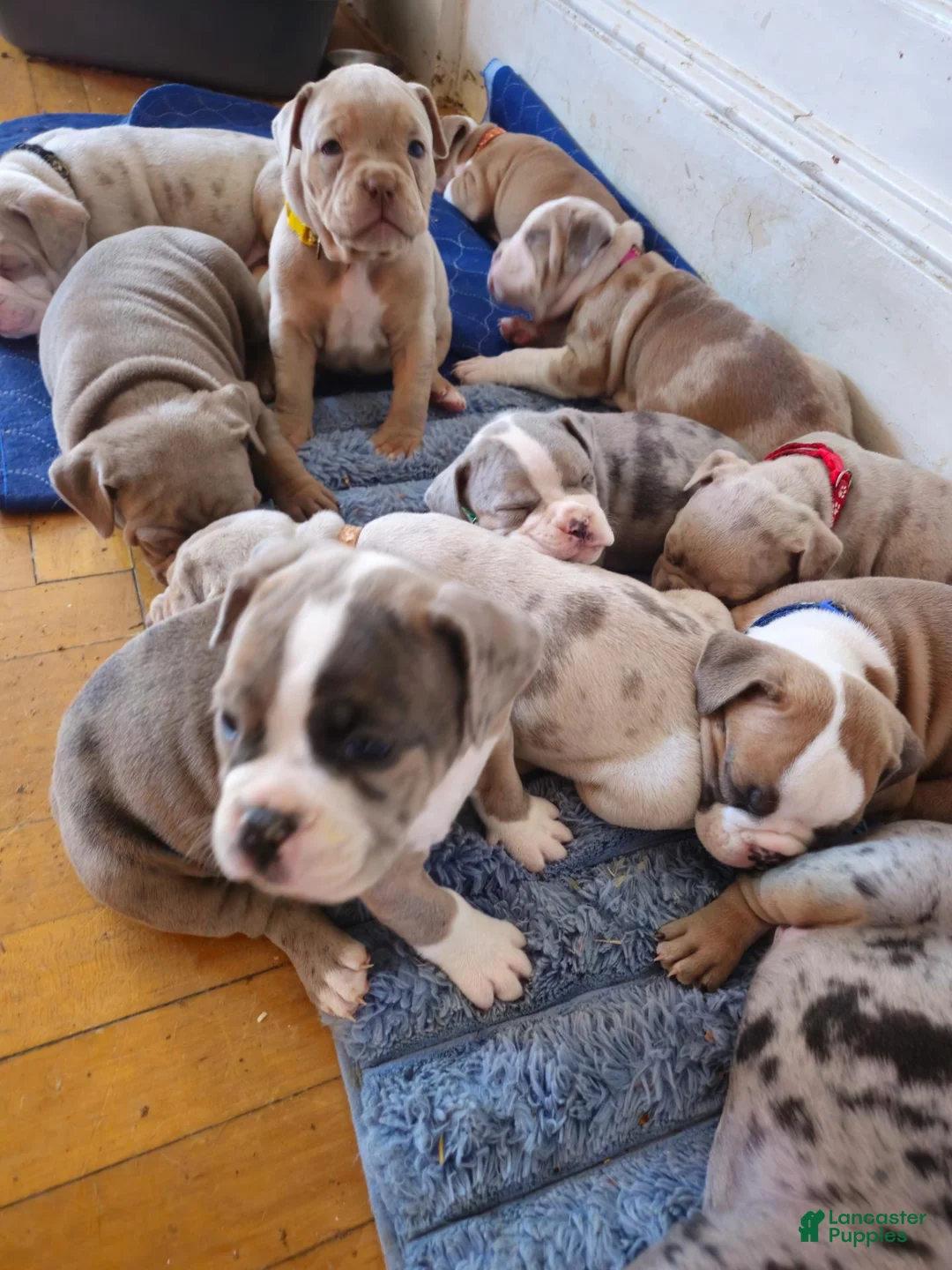 Olde English Bulldogge dogs for sale: Olde English Bulldogge 2 - Ad 2