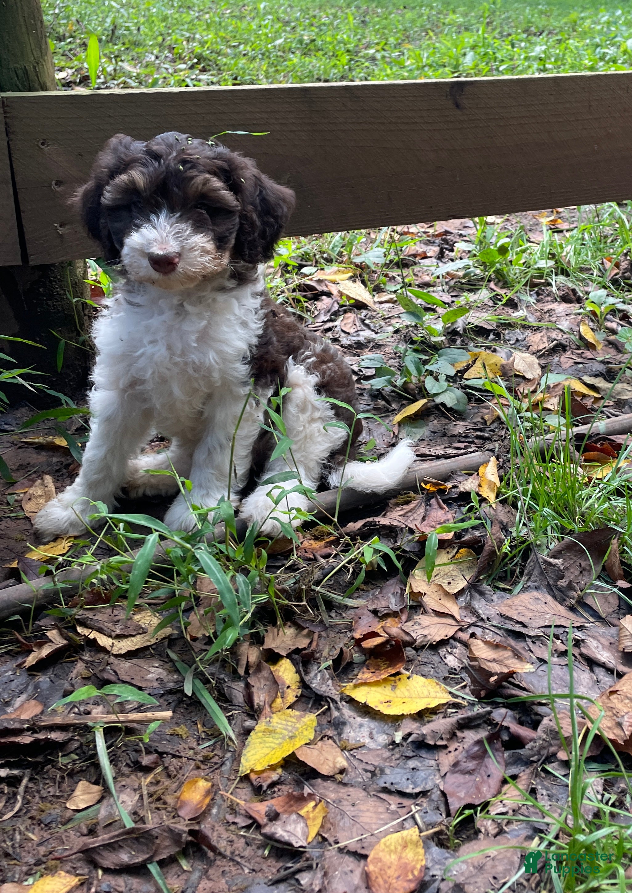 Mini Aussiedoodle dogs Hunter - Ad 2