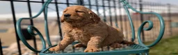 Golden Retriever dogs for sale: Dakota - Ad 9