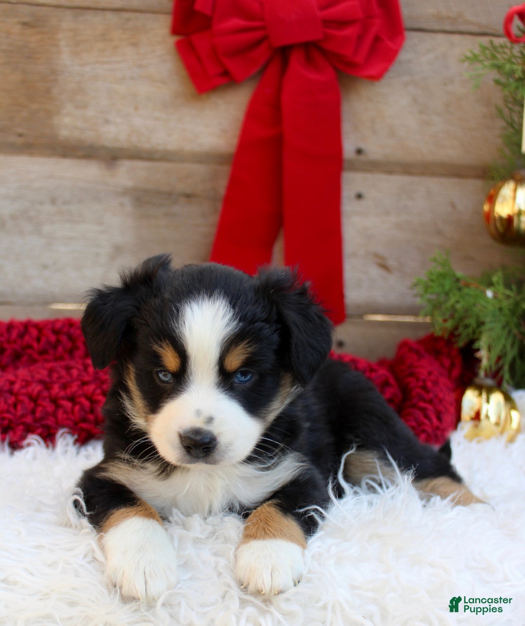 Miniature Australian Shepherd dogs for sale: Stella - Ready Now  - Ad 3