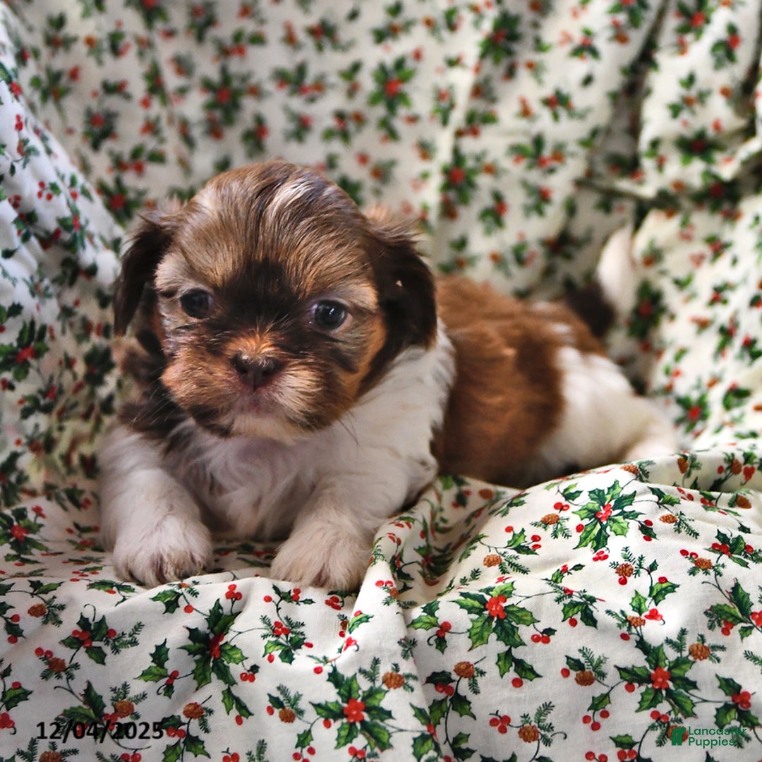Shih Tzu dogs for sale: Grace - Ad 5