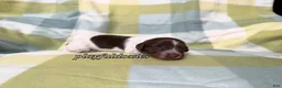 Miniature Dachshund dogs for sale: AKC Chocolate Piebald Female Long Haired Miniature Dachshund Puppy - Ad 11