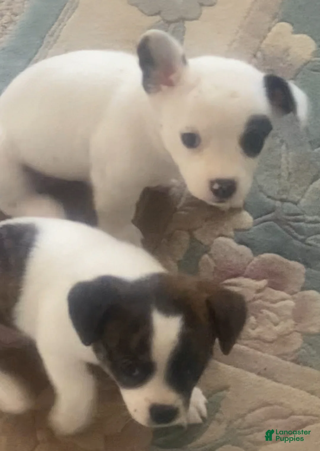 Mixed Breed dogs for sale: 2 chihuahua girls  - Ad 1
