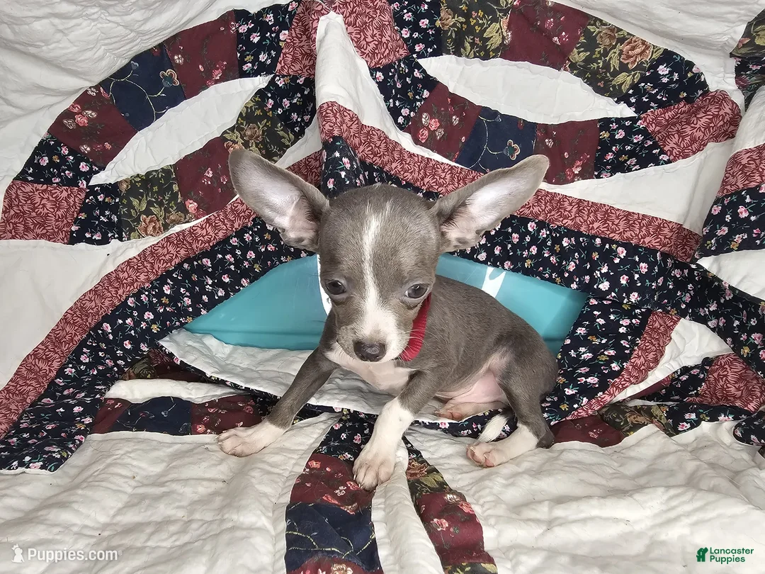 Chihuahua dogs for sale: Logan's Run (Blue Coat) - Ad 4