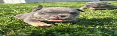 American Bully 2