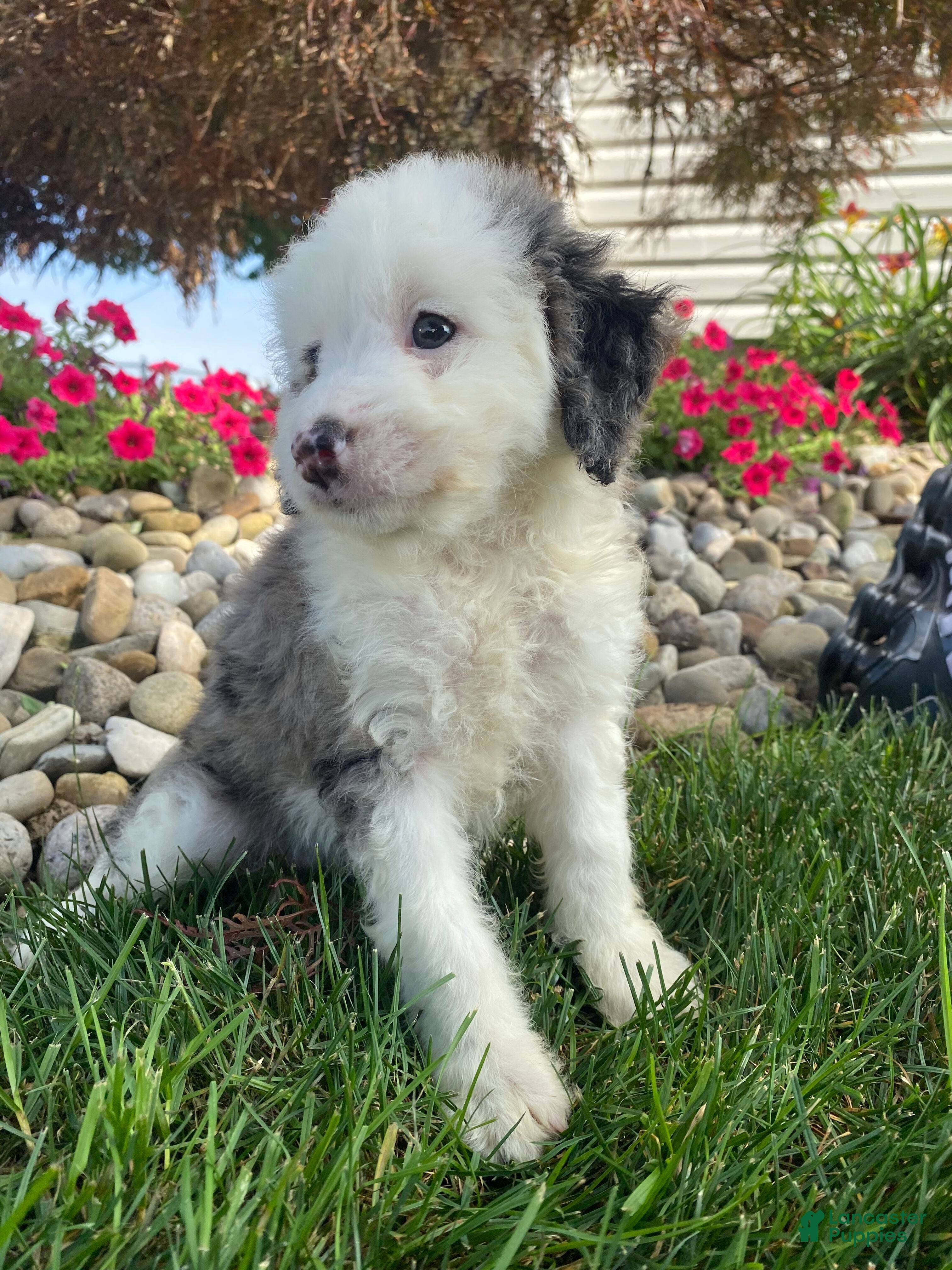 Mini Bernedoodle dogs Tonya - Ad 2