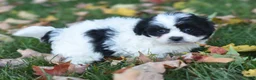 Teddy Bear dogs for sale: Audi - Ad 5