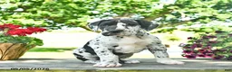 Great Dane dogs for sale: Ceaser  - Ad 3