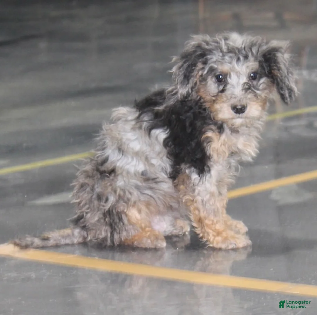 Mixed Breed dogs for sale: Winston - Ad 4