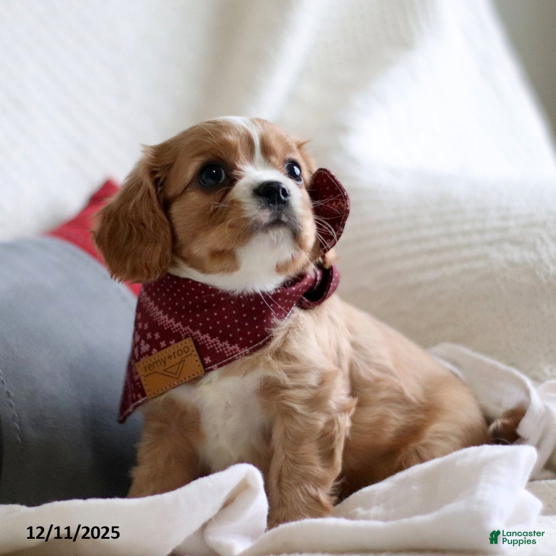 Cavalier King Charles Spaniel dogs for sale: Lucas - Ad 5