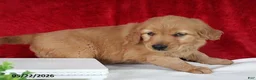 Golden Retriever dogs for sale: Rita - Ad 5