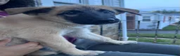 Mixed Breed dogs for sale: Fluffy - Ad 7
