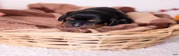 Cavalier King Charles Spaniel dogs for sale: Selah - Ad 4